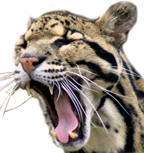 cloudedleopard